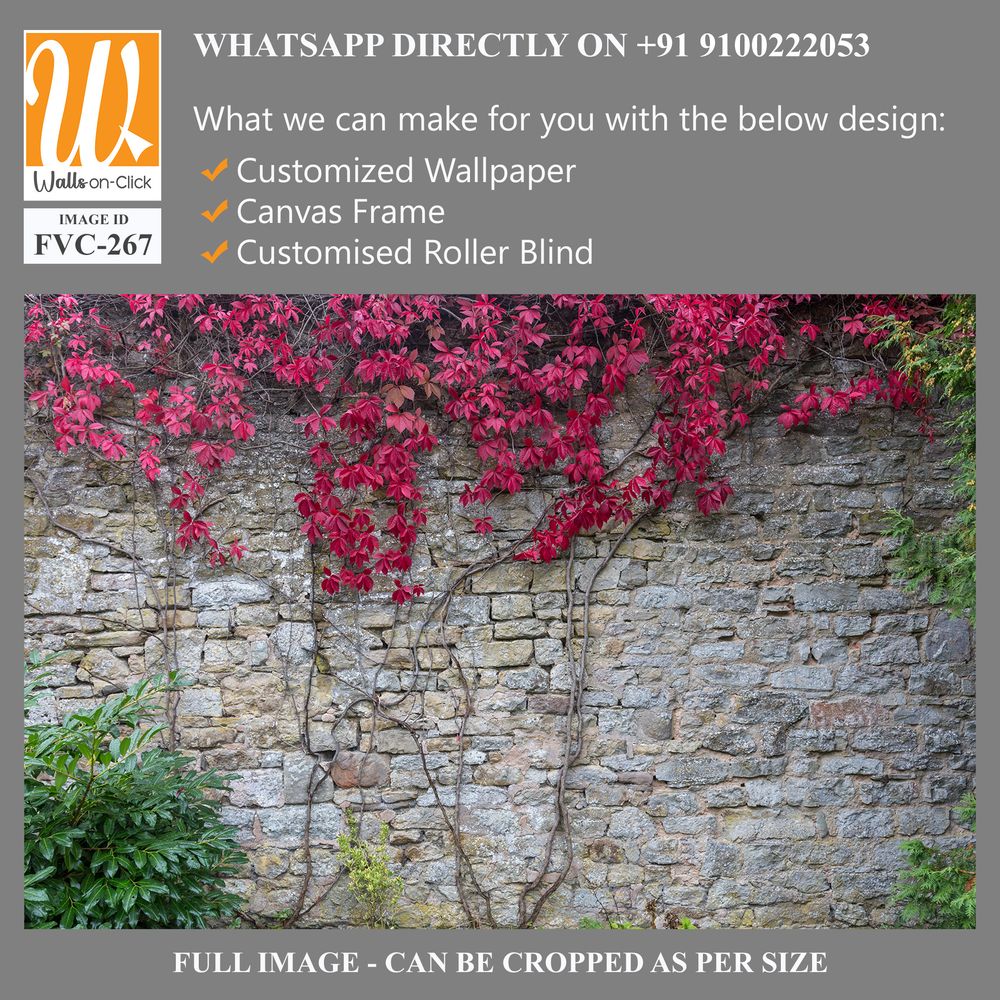 Old stone wall with red ivy Wallpaper [WP-FVC-267]